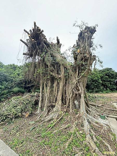 龍高虎低/虎邊比龍邊高-神岡福德祠榕樹被砍「光禿禿」神岡區山