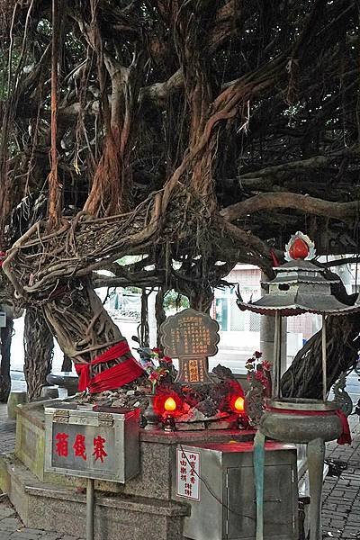 通樑古榕-澎湖最大神木有150-300歲以上的高齡/日治時期