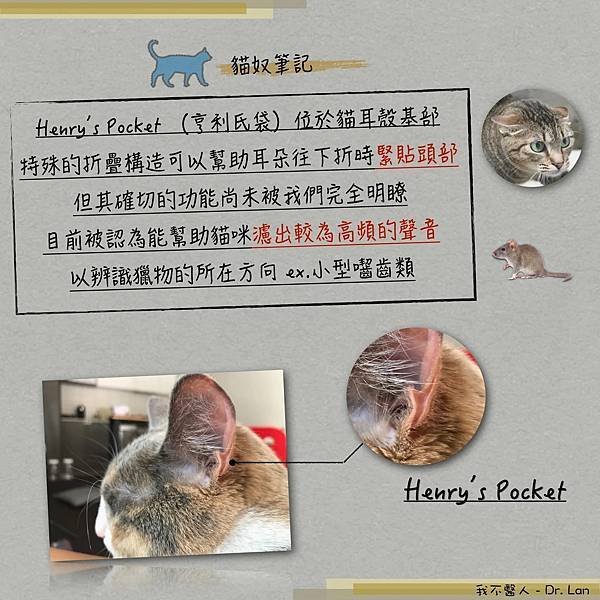 貓耳袋：又叫亨利氏袋（Henry’s Pocket），獨特嘅