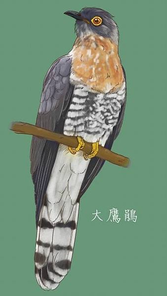 杜鵑鳥，俗稱布穀鳥分布於歐、亞、非洲的杜鵑科鳥類屬於孵卵寄生