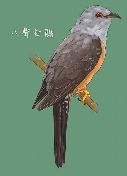 杜鵑鳥，俗稱布穀鳥分布於歐、亞、非洲的杜鵑科鳥類屬於孵卵寄生