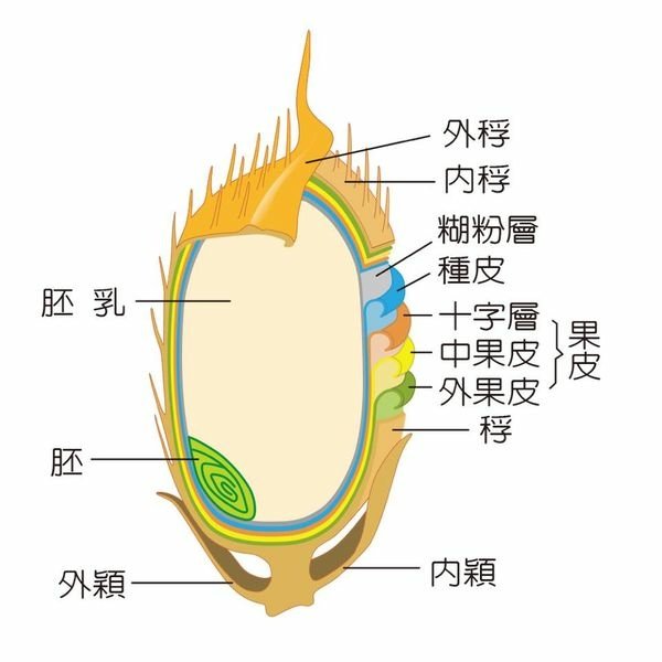 養豬吃粗糠?米糠?(粗糠-米糠糙米-白米)「甚耐粗食，且繁殖