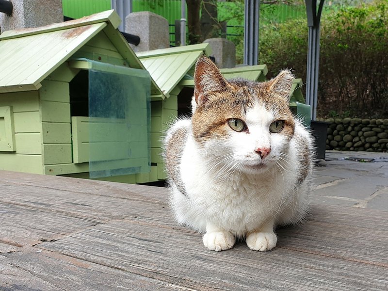 (034)猴硐貓村.jpg