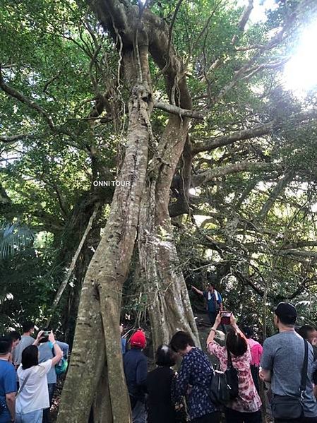 台東鸞山森林博物館--巒山部落-會走路的樹/生態廊道深度體驗