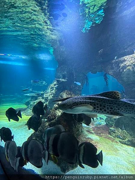 奧地利｜二戰時期的高射砲塔演變而成的維也納水族館Haus d