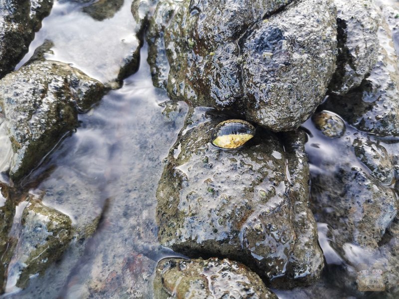 漂浮鯨魚基地獨木舟_201006_55.jpg