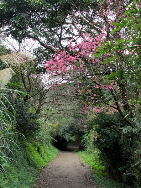 20130214陽明山西縱走045