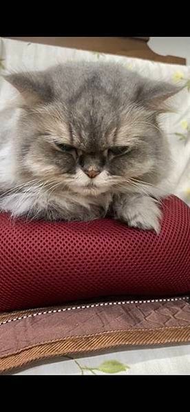毛孩不吃四天了