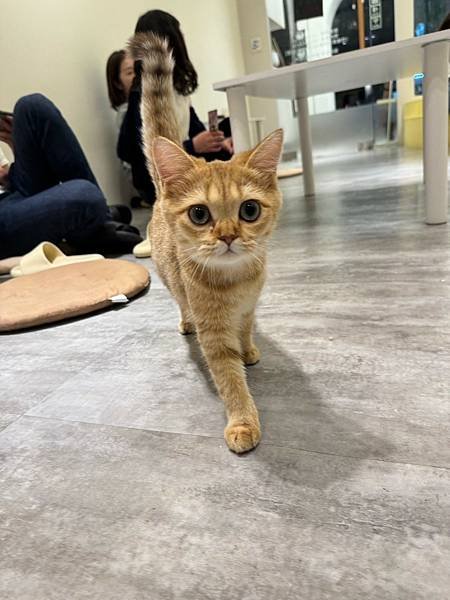 LINE_ALBUM_貓_250206_137