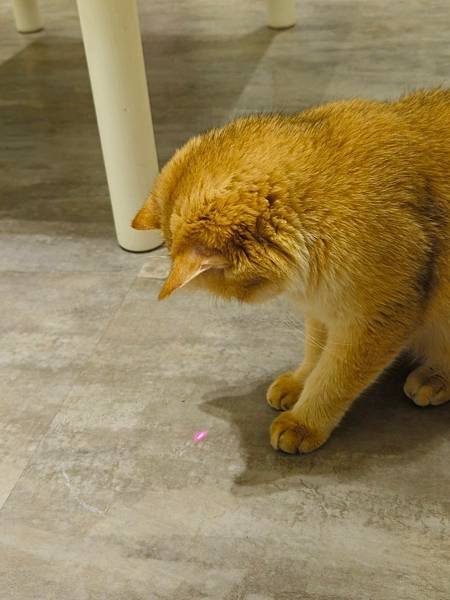 LINE_ALBUM_貓_250206_271