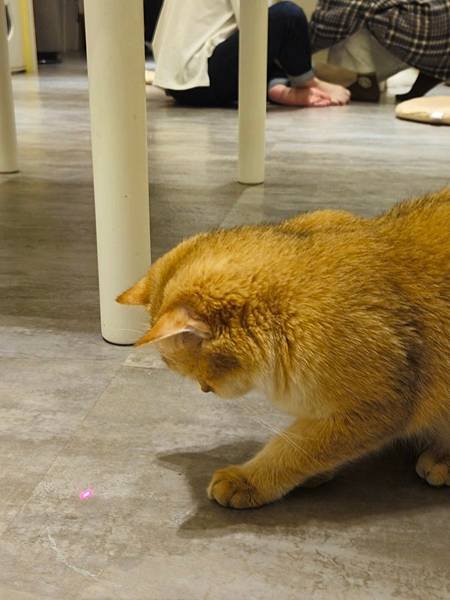LINE_ALBUM_貓_250206_272