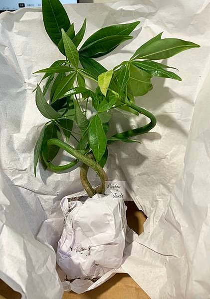 【生活x手做】手作體驗活動｜CLING植琢｜水苔球手作｜馬拉