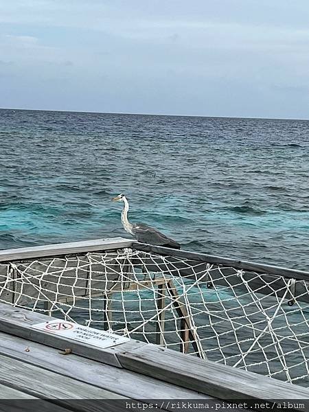 🇲🇻 馬爾地夫Maldives❣渡假日記 (上)