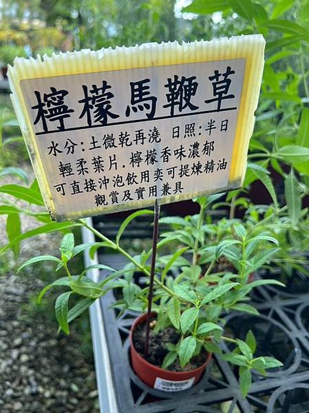 LINE_ALBUM_20230729_230801_31