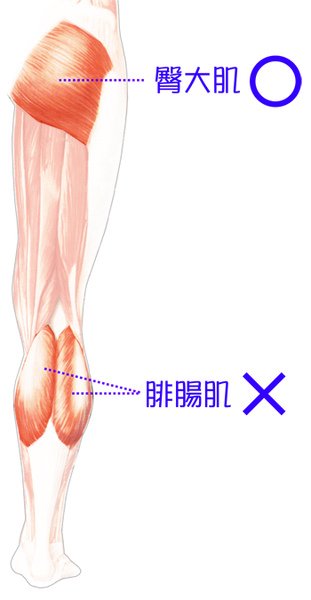 蘿蔔腿 肌肉型蘿蔔腿 瘦蘿蔔腿 消除蘿蔔腿 