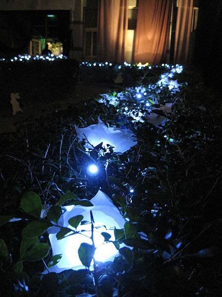 藍花燈 Blue light flower