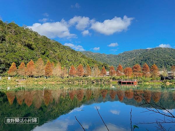 宜蘭落羽松秘境大集合，七個免門票景點通通告訴你，一起沉醉在橘