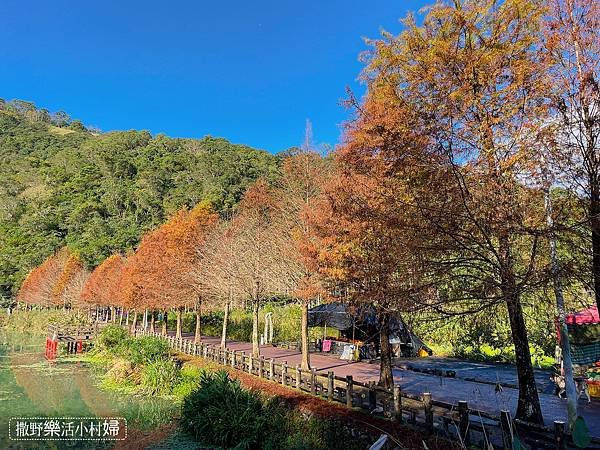 宜蘭落羽松秘境大集合，七個免門票景點通通告訴你，一起沉醉在橘