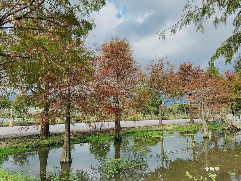 宜蘭落羽松秘境大集合，七個免門票景點通通告訴你，一起沉醉在橘