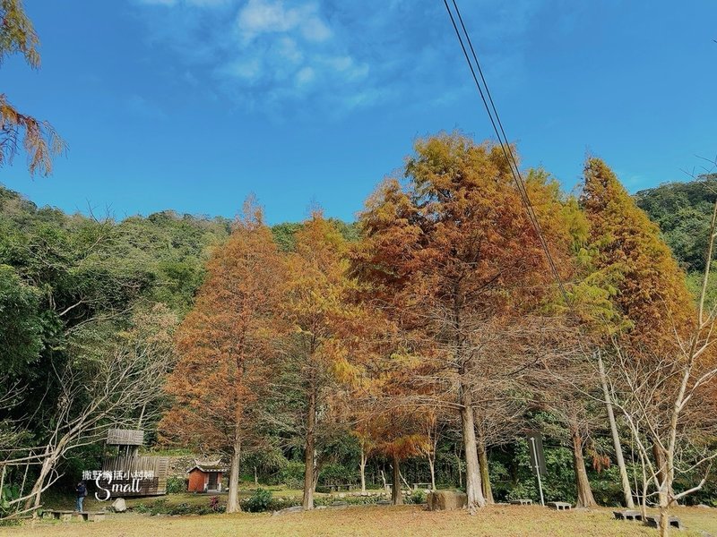 宜蘭落羽松秘境大集合，七個免門票景點通通告訴你，一起沉醉在橘