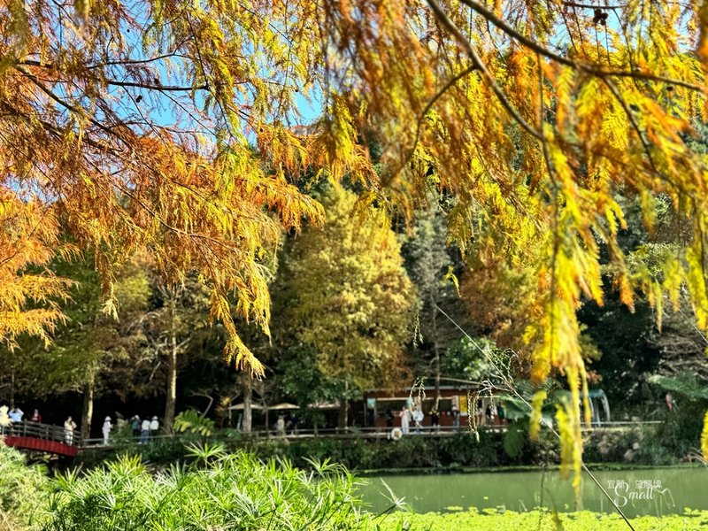 宜蘭落羽松秘境大集合，七個免門票景點通通告訴你，一起沉醉在橘