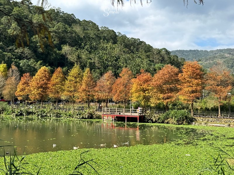 宜蘭落羽松秘境大集合，七個免門票景點通通告訴你，一起沉醉在橘