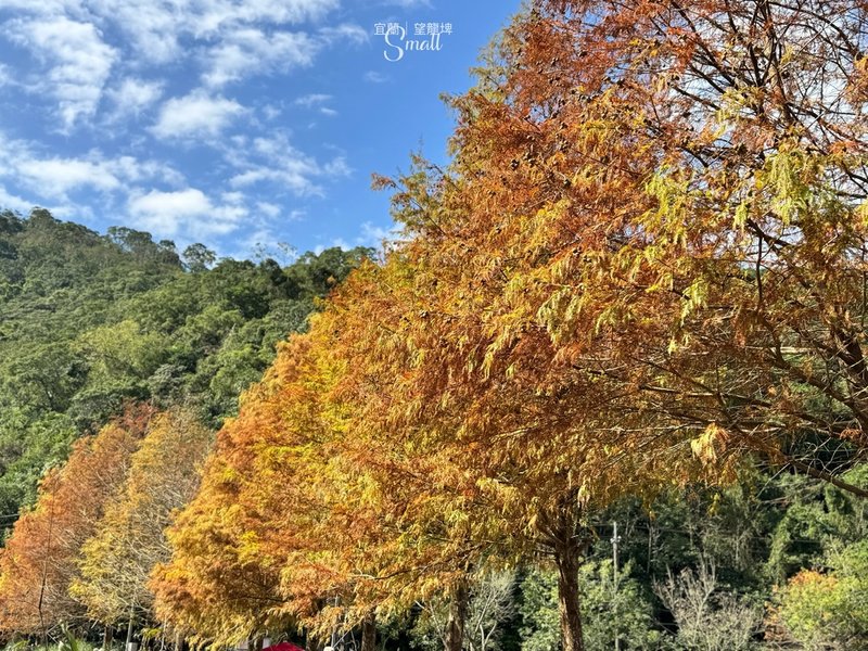 宜蘭落羽松秘境大集合，七個免門票景點通通告訴你，一起沉醉在橘