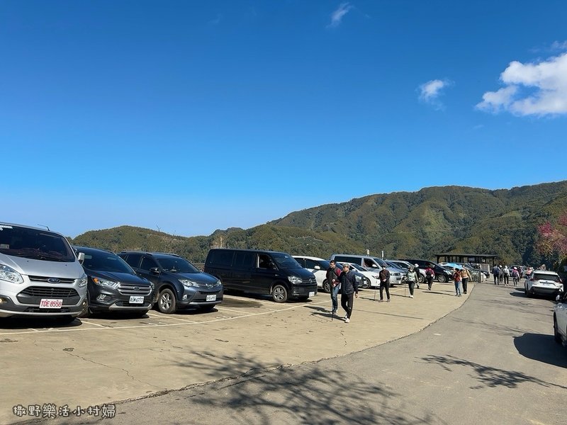 中部最美櫻花隧道【八卦茶園】青山藍天、茶園粉櫻一次盡收，迴音