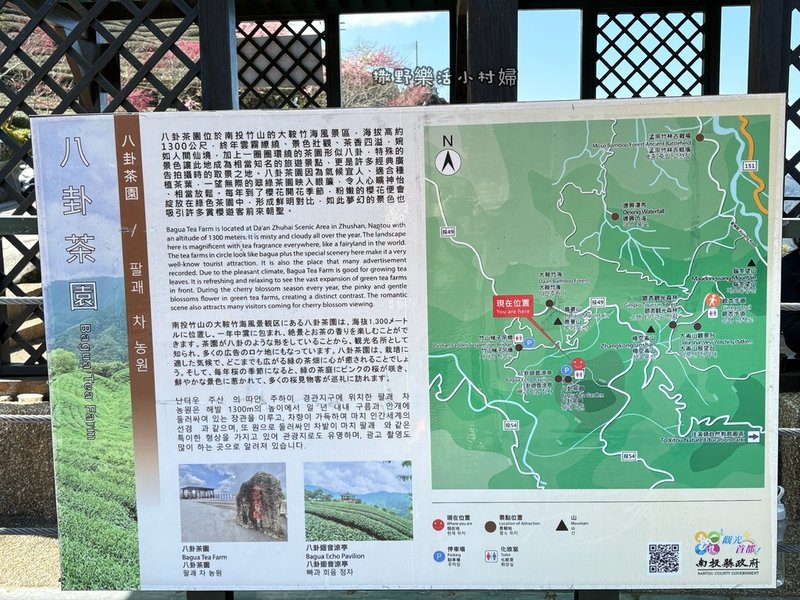 中部最美櫻花隧道【八卦茶園】青山藍天、茶園粉櫻一次盡收，迴音