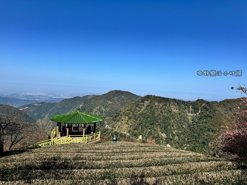 中部最美櫻花隧道【八卦茶園】青山藍天、茶園粉櫻一次盡收，迴音