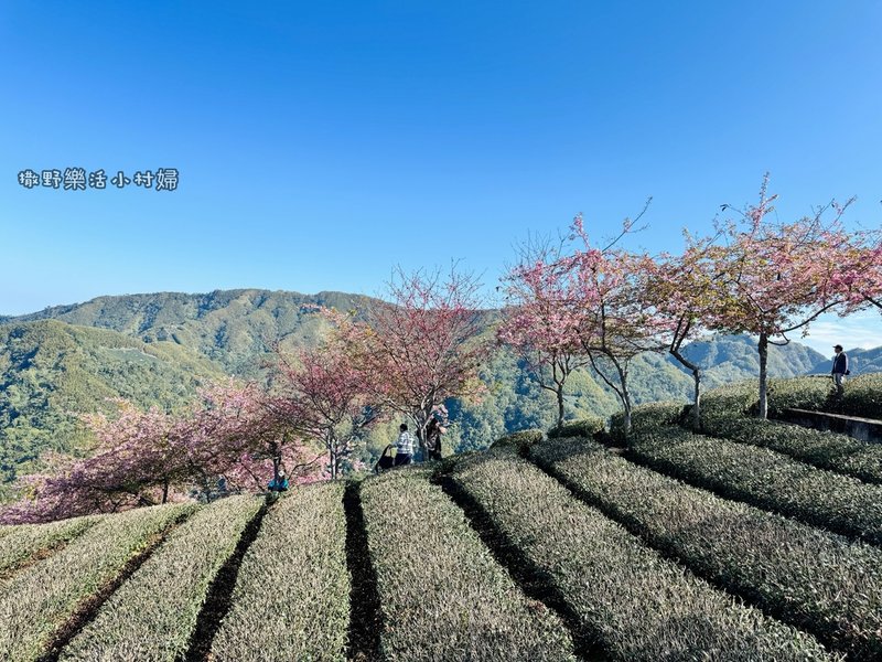 中部最美櫻花隧道【八卦茶園】青山藍天、茶園粉櫻一次盡收，迴音