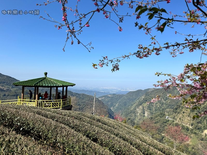 中部最美櫻花隧道【八卦茶園】青山藍天、茶園粉櫻一次盡收，迴音