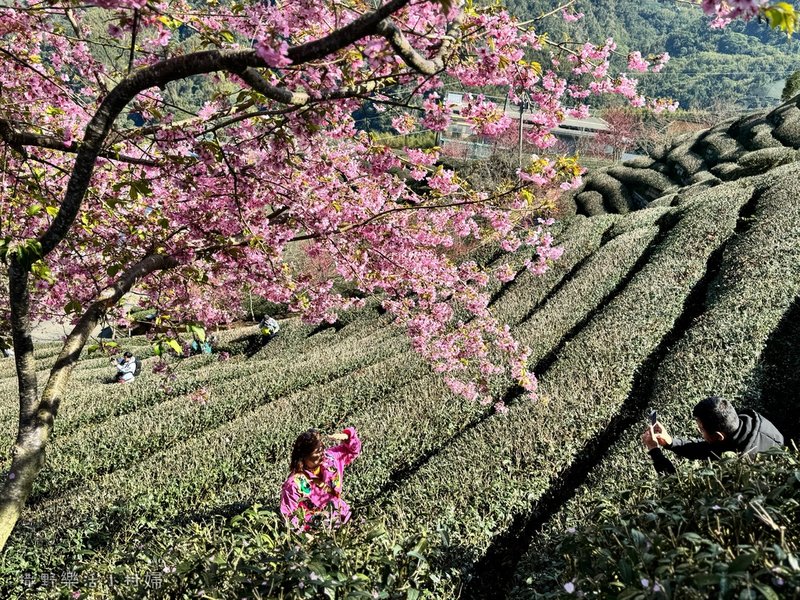 中部最美櫻花隧道【八卦茶園】青山藍天、茶園粉櫻一次盡收，迴音