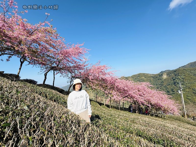 中部最美櫻花隧道【八卦茶園】青山藍天、茶園粉櫻一次盡收，迴音