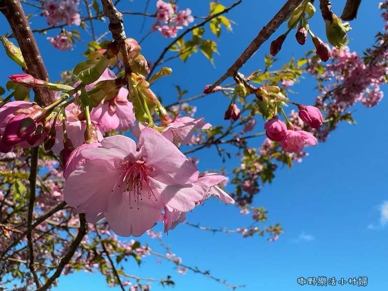 中部最美櫻花隧道【八卦茶園】青山藍天、茶園粉櫻一次盡收，迴音
