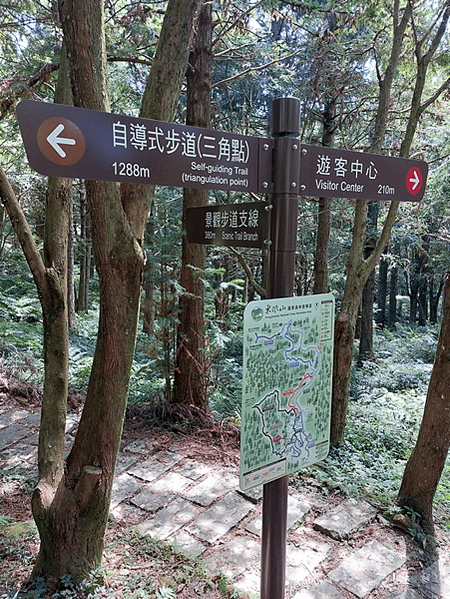 看大溪雪(韭菜花)、再上東眼山、走桃園綠園道