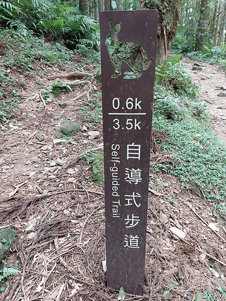 看大溪雪(韭菜花)、再上東眼山、走桃園綠園道