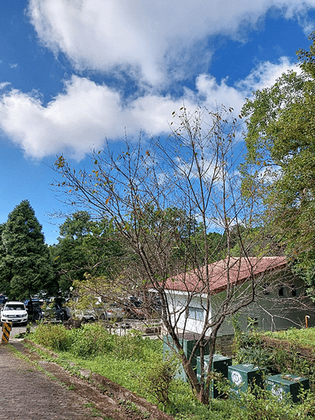 看大溪雪(韭菜花)、再上東眼山、走桃園綠園道