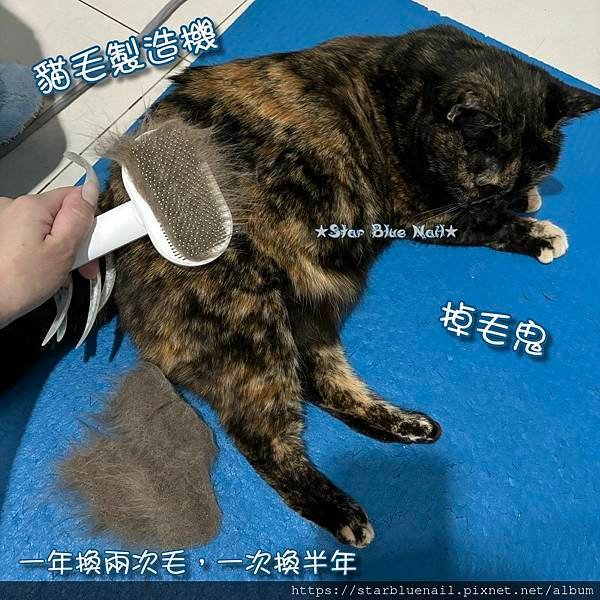 廢毛王