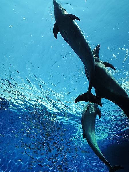 橫濱八景島Sea Paradise 水族館