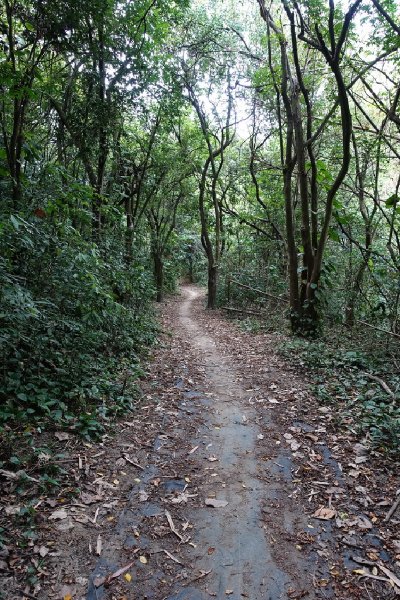 尖山嶺(坔埔山)