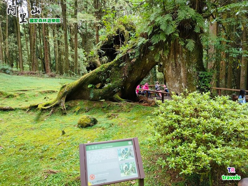 阿里山森林遊樂區 (15).jpg