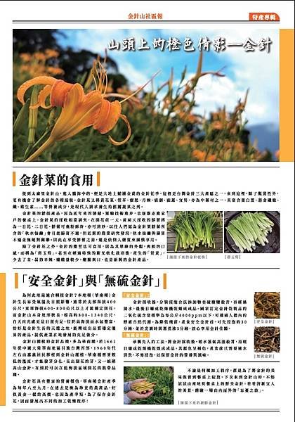 金針山的黃金歲月（金針山社區報）創刊號