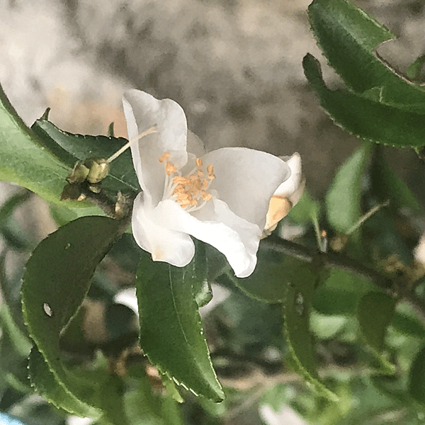 茶花黃揚葉花開