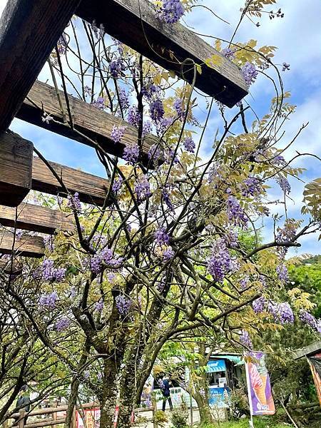 【陽明山賞海芋】清新脫俗的海芋，春風裡恬靜地在翠綠山林的擁抱