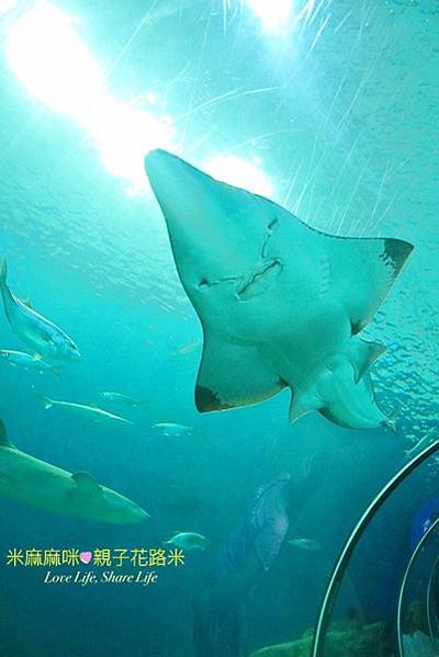 澎湖水族館, 澎湖全新開幕室內親子景點,澎湖 海底隧道, 澎湖 海龜