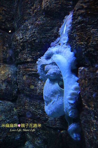 澎湖水族館, 澎湖全新開幕室內親子景點,澎湖 海底隧道, 澎湖 海龜