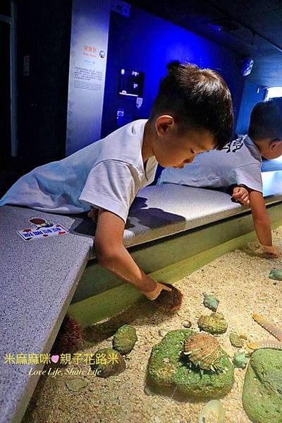 澎湖水族館, 澎湖全新開幕室內親子景點,澎湖 海底隧道, 澎湖 海龜