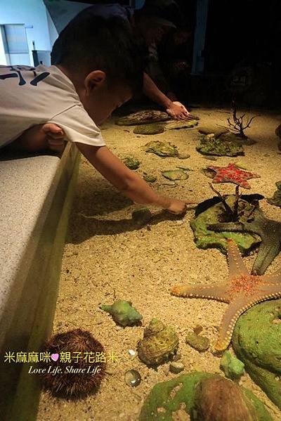 澎湖水族館, 澎湖全新開幕室內親子景點,澎湖 海底隧道, 澎湖 海龜