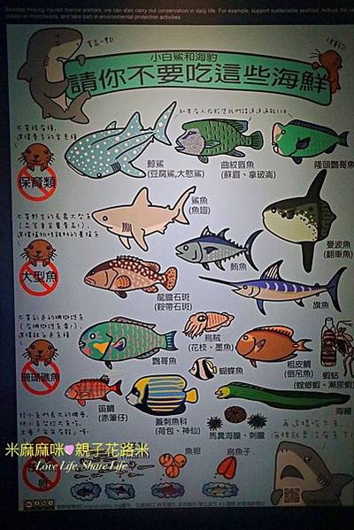 澎湖水族館, 澎湖全新開幕室內親子景點,澎湖 海底隧道, 澎湖 海龜